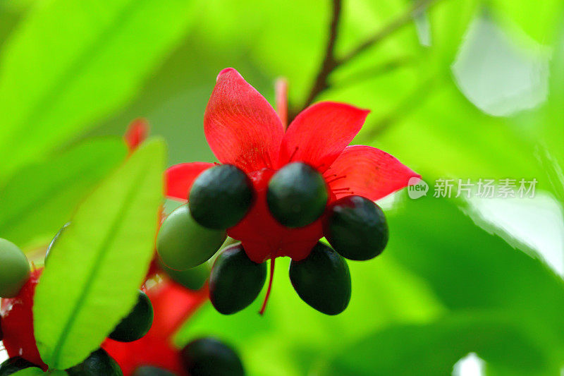 美丽植物的花/毛莨属